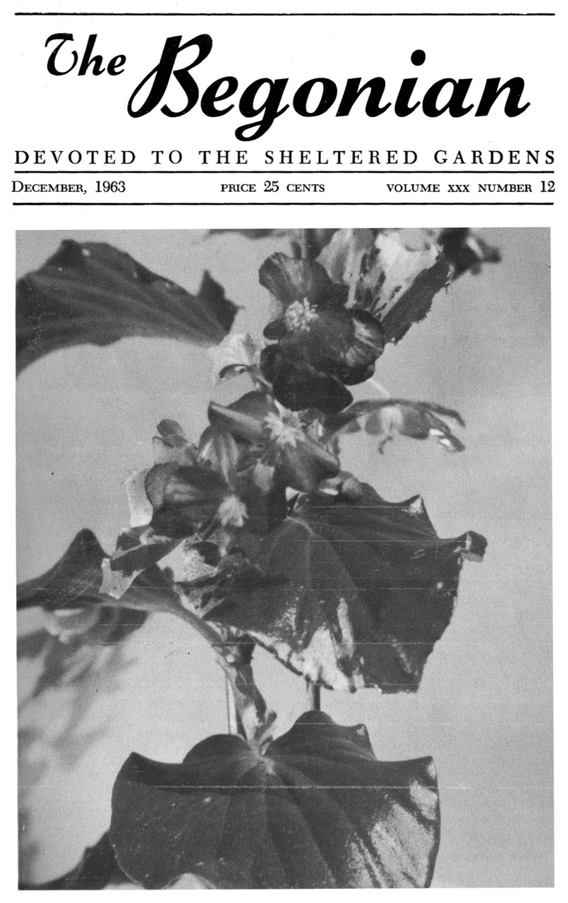 B. ‘Nomo’